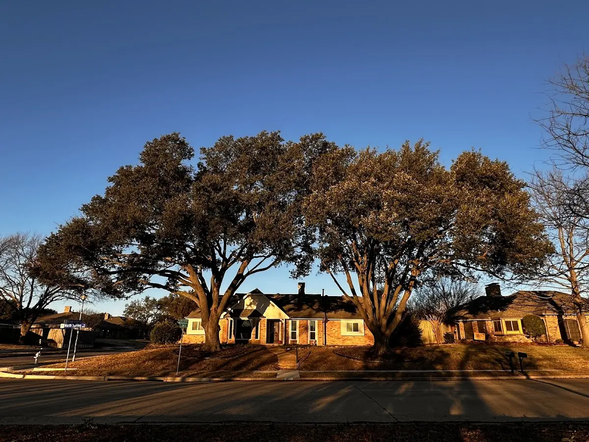 Established residential canopy tree shading a home in French Gulch
